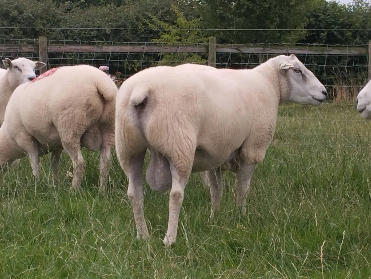 *Ballydavis Belclare Hogget Rams* - Image 4