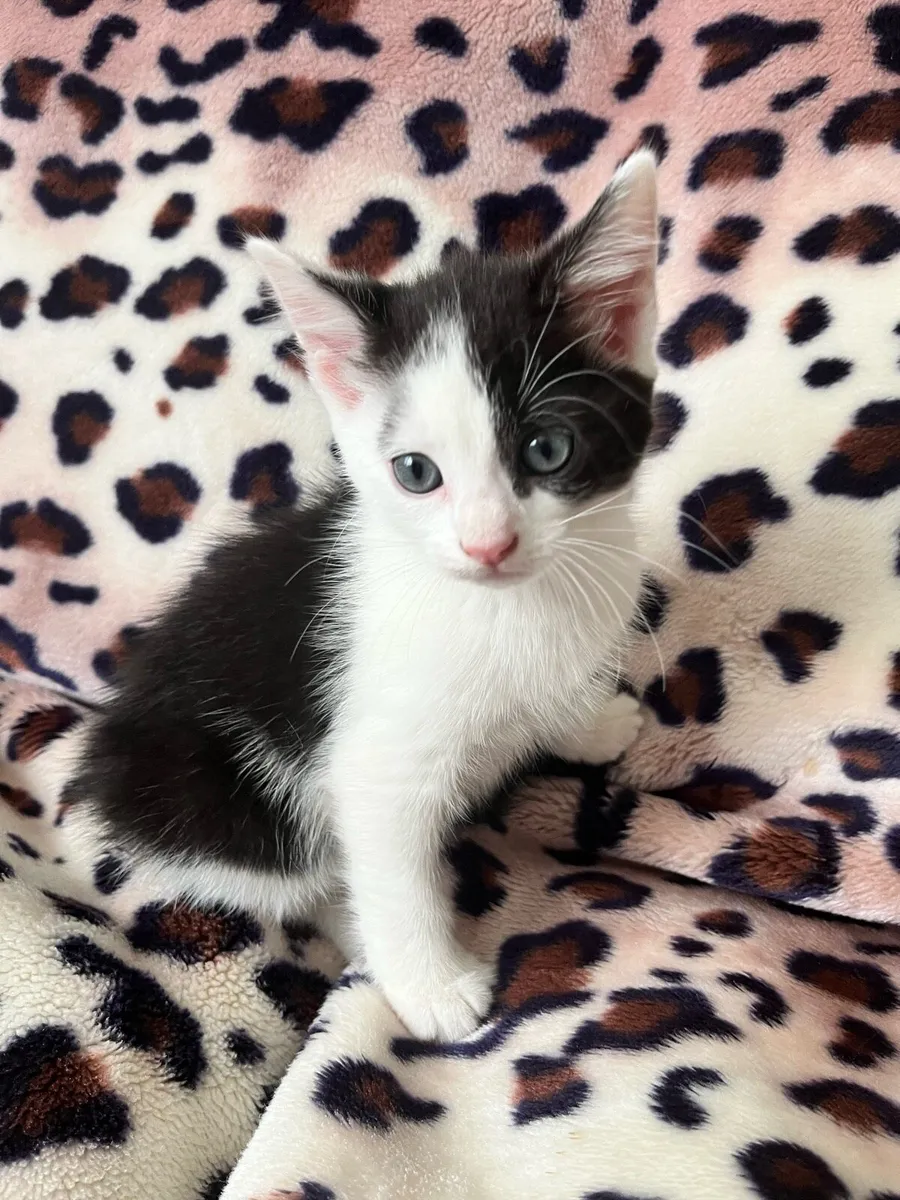 Three Healthy Female indoor kittens - Image 3