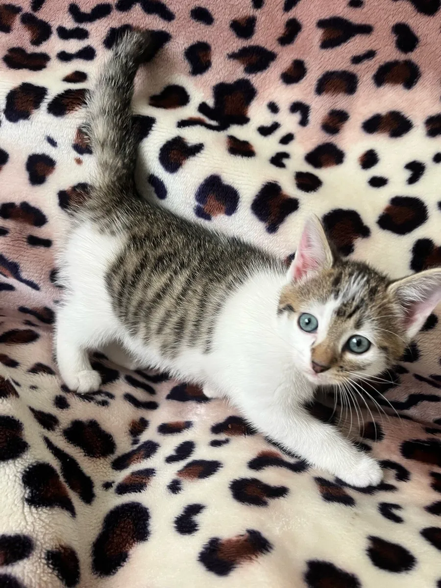Three Healthy Female indoor kittens - Image 4