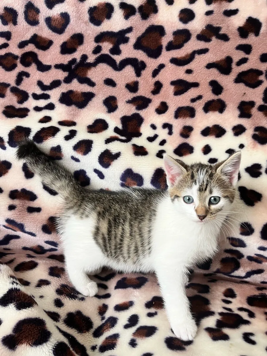 Three Healthy Female indoor kittens - Image 1