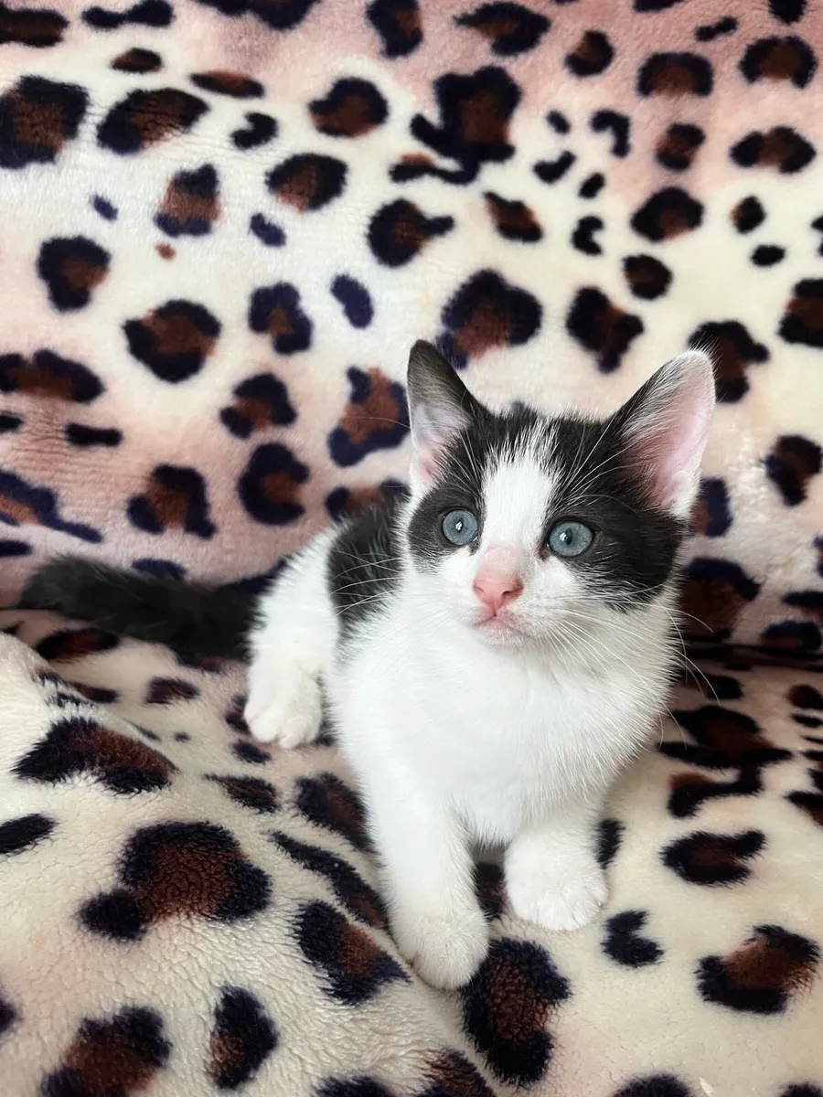 Three Healthy Female indoor kittens - Image 2