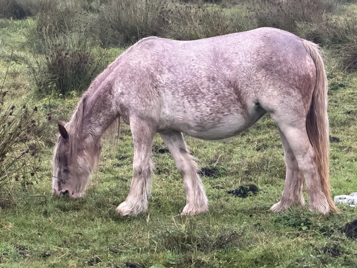 Strawberry roan filly 12h - Image 1