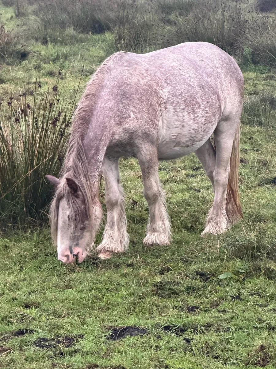 Strawberry roan filly 12h - Image 2