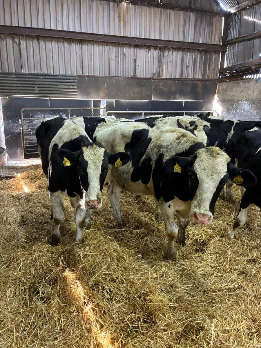 Friesian bullocks - Image 4