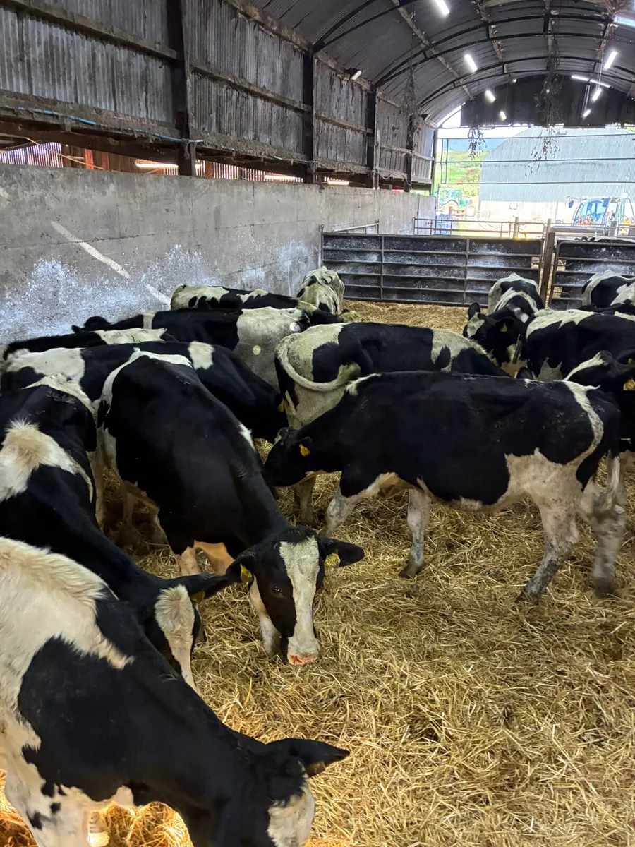 Friesian bullocks - Image 2