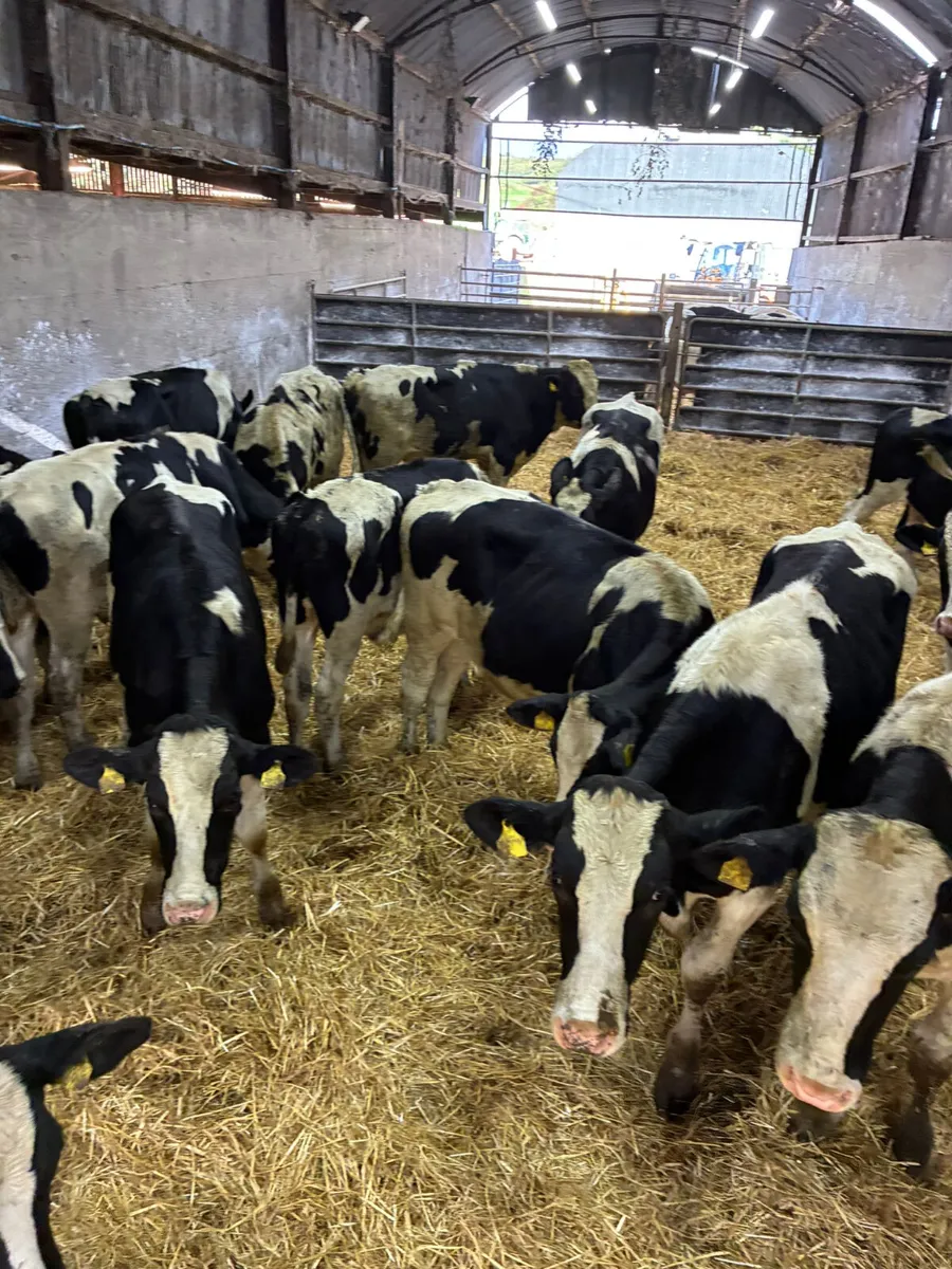 Friesian bullocks - Image 1