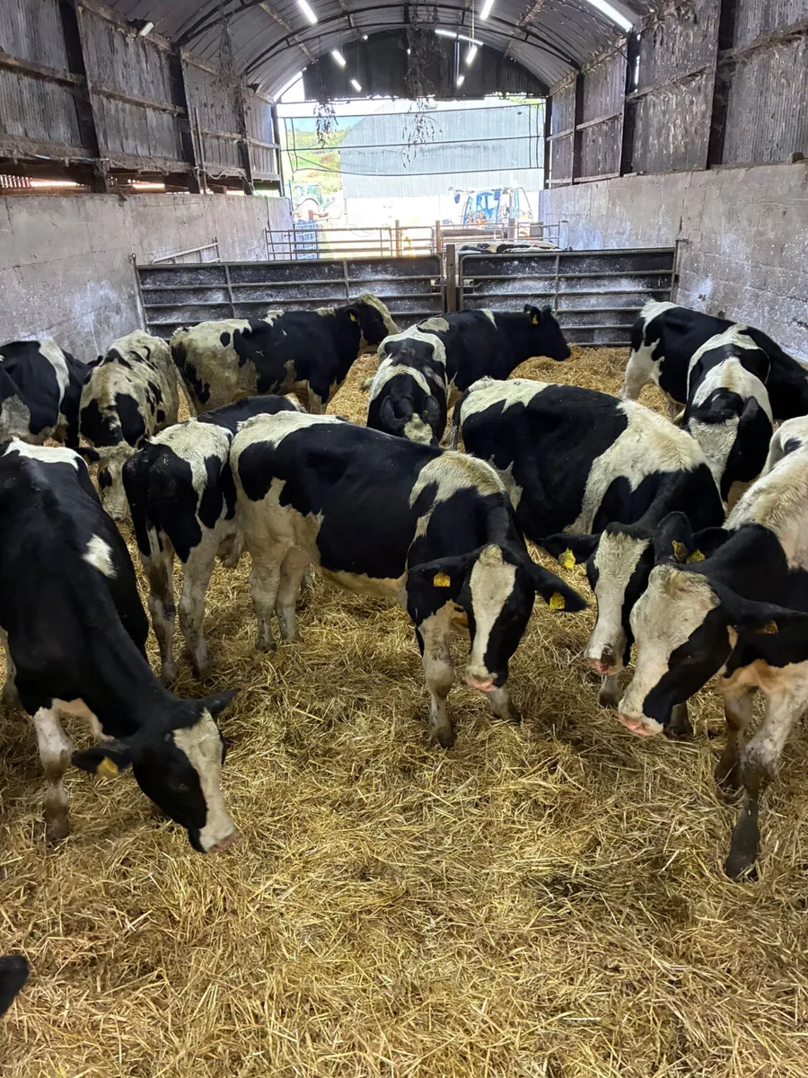 Friesian bullocks - Image 3