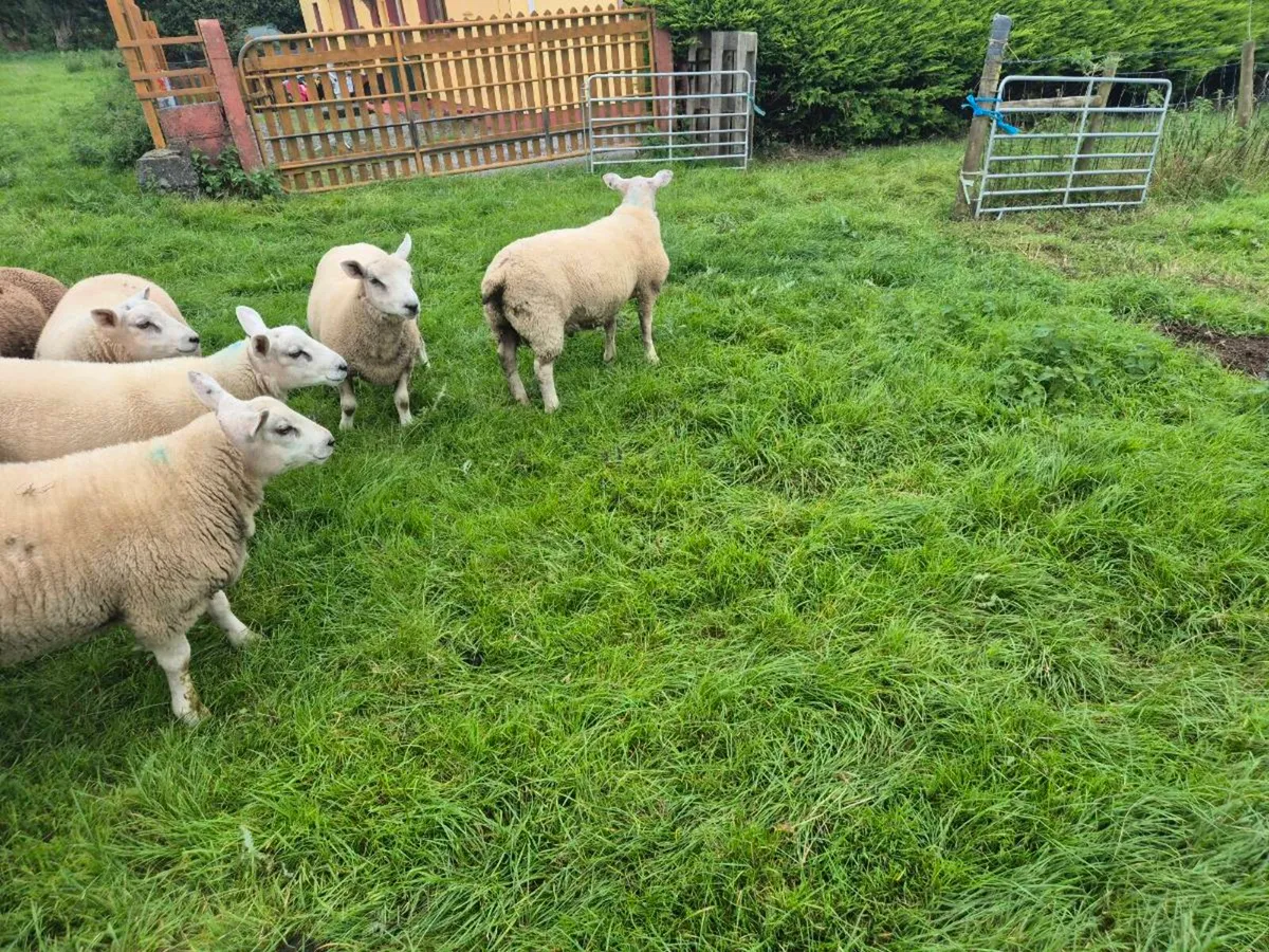 Chartex Ram Lambs For Sale - Image 2