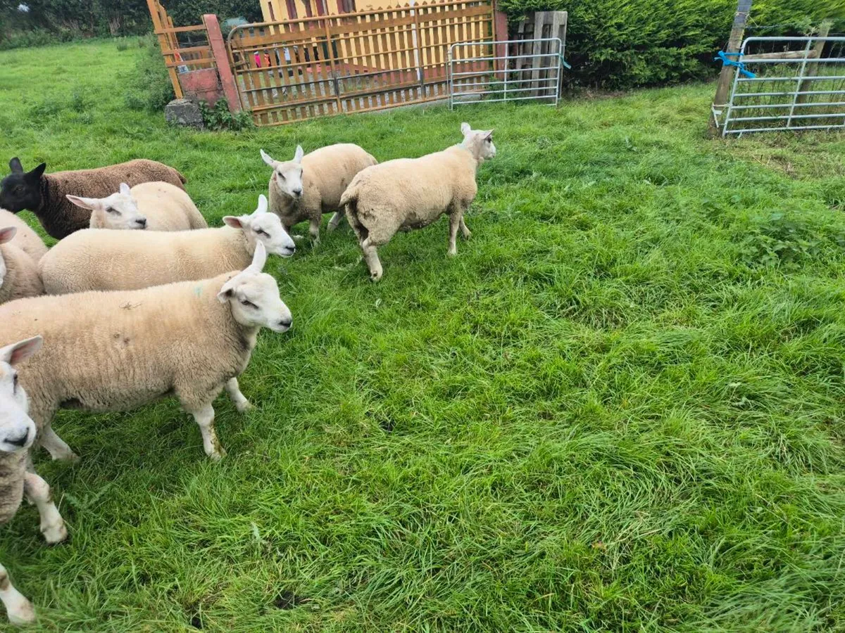 Chartex Ram Lambs For Sale - Image 3