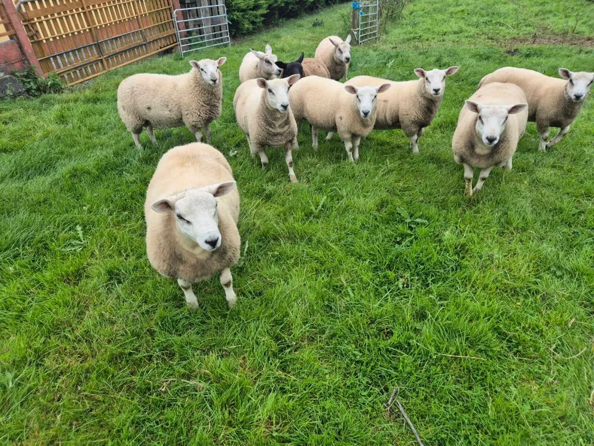 Chartex Ram Lambs For Sale - Image 4