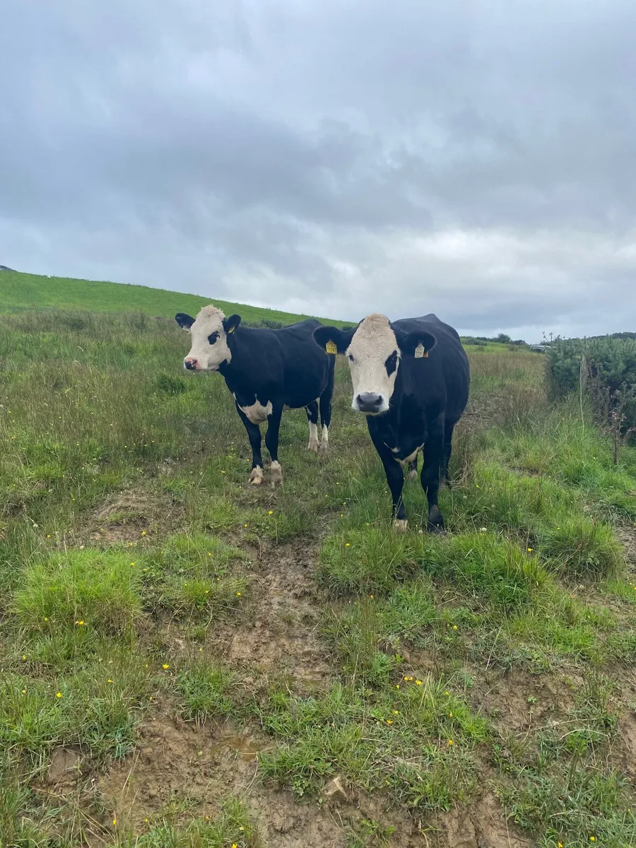 6 heifers - Image 3