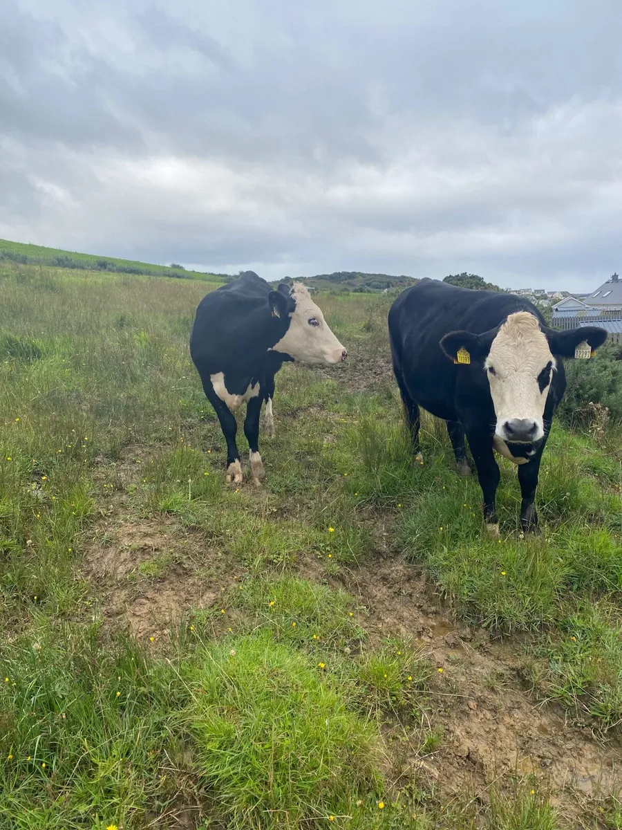6 heifers - Image 1
