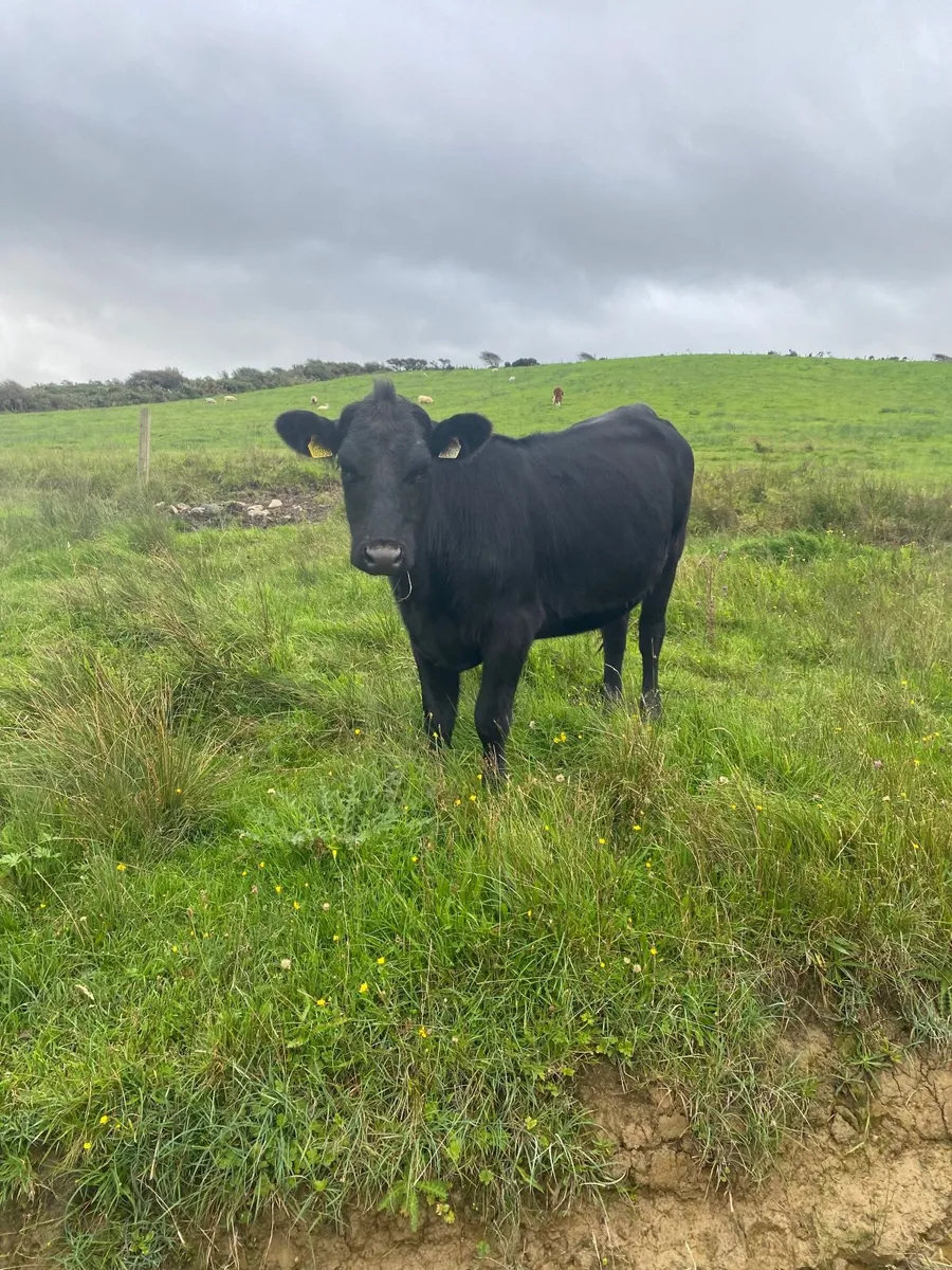 6 heifers - Image 4