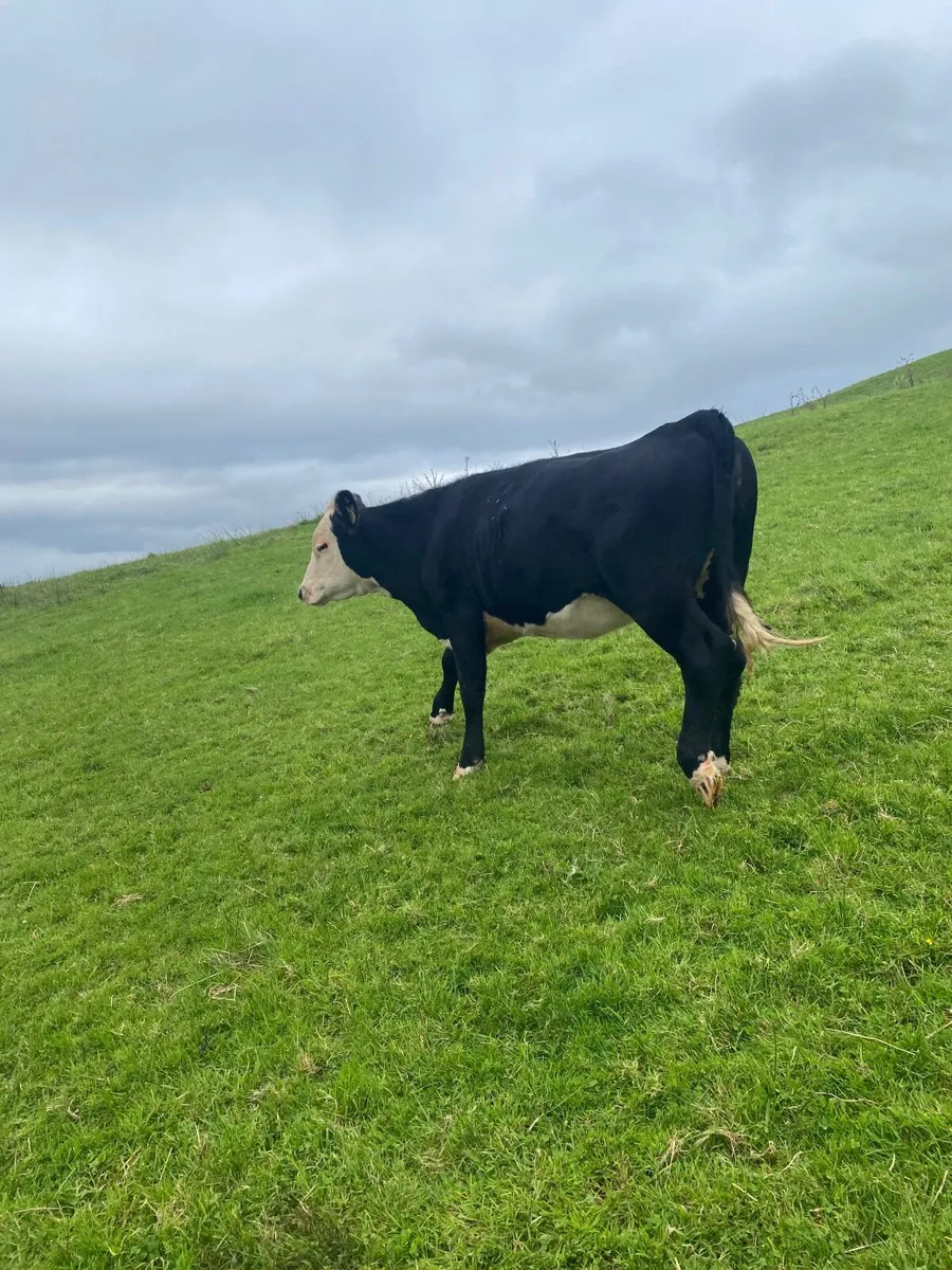 6 heifers - Image 2