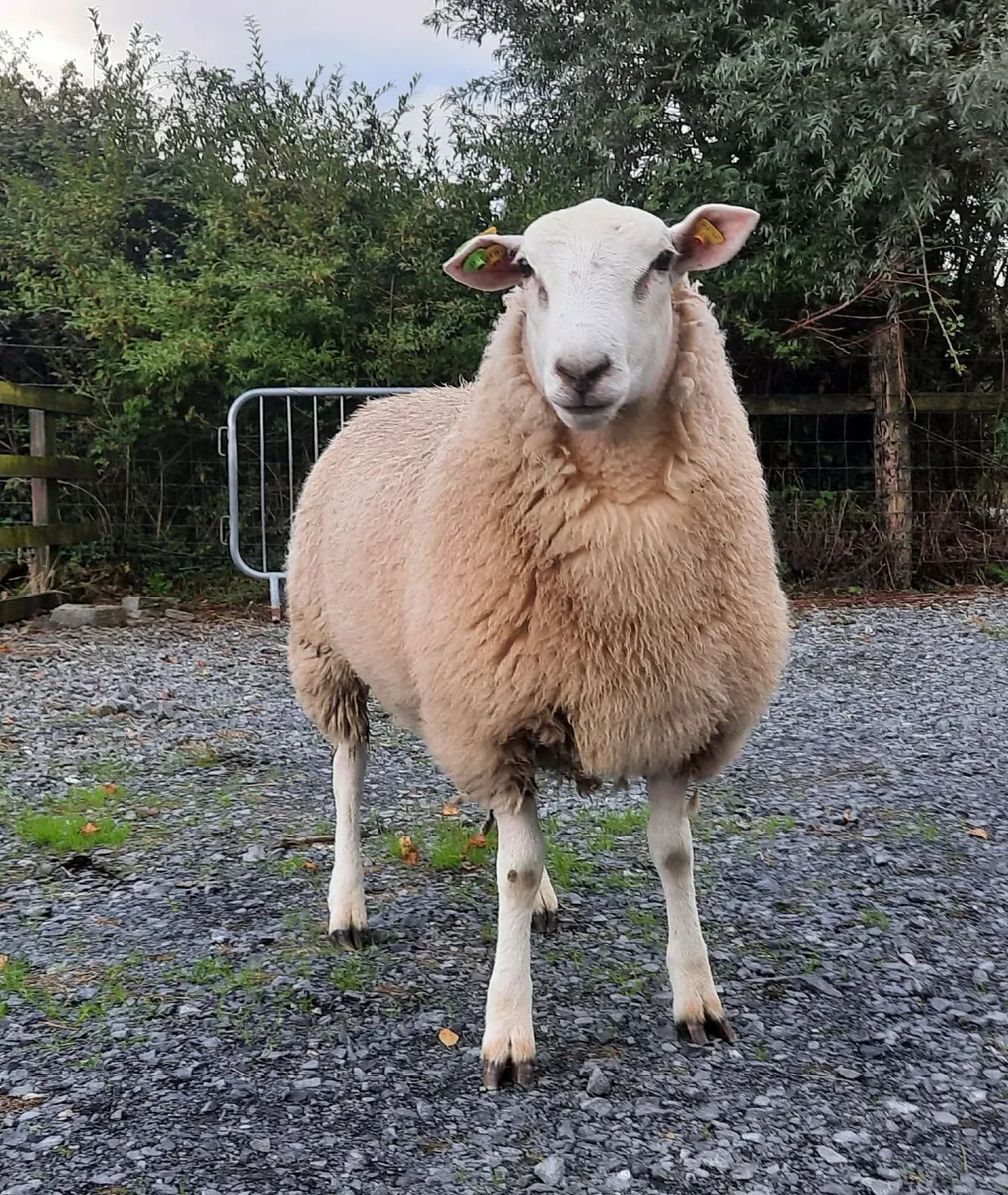 Belclare registered  ram lamb - Image 1
