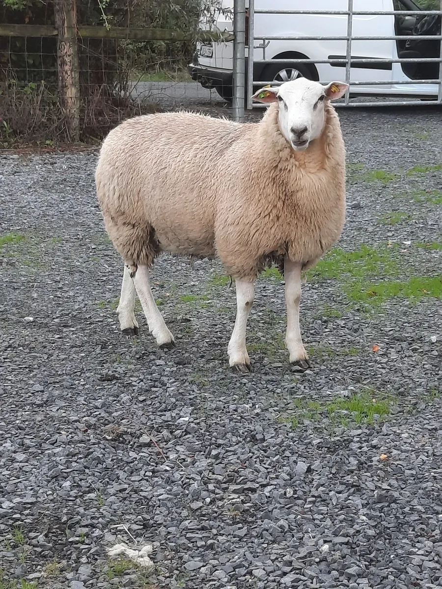Belclare registered  ram lamb - Image 2