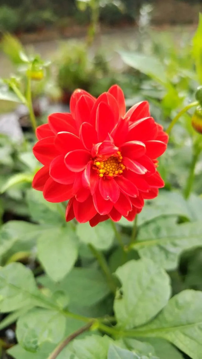 Honeycomb Dhalia