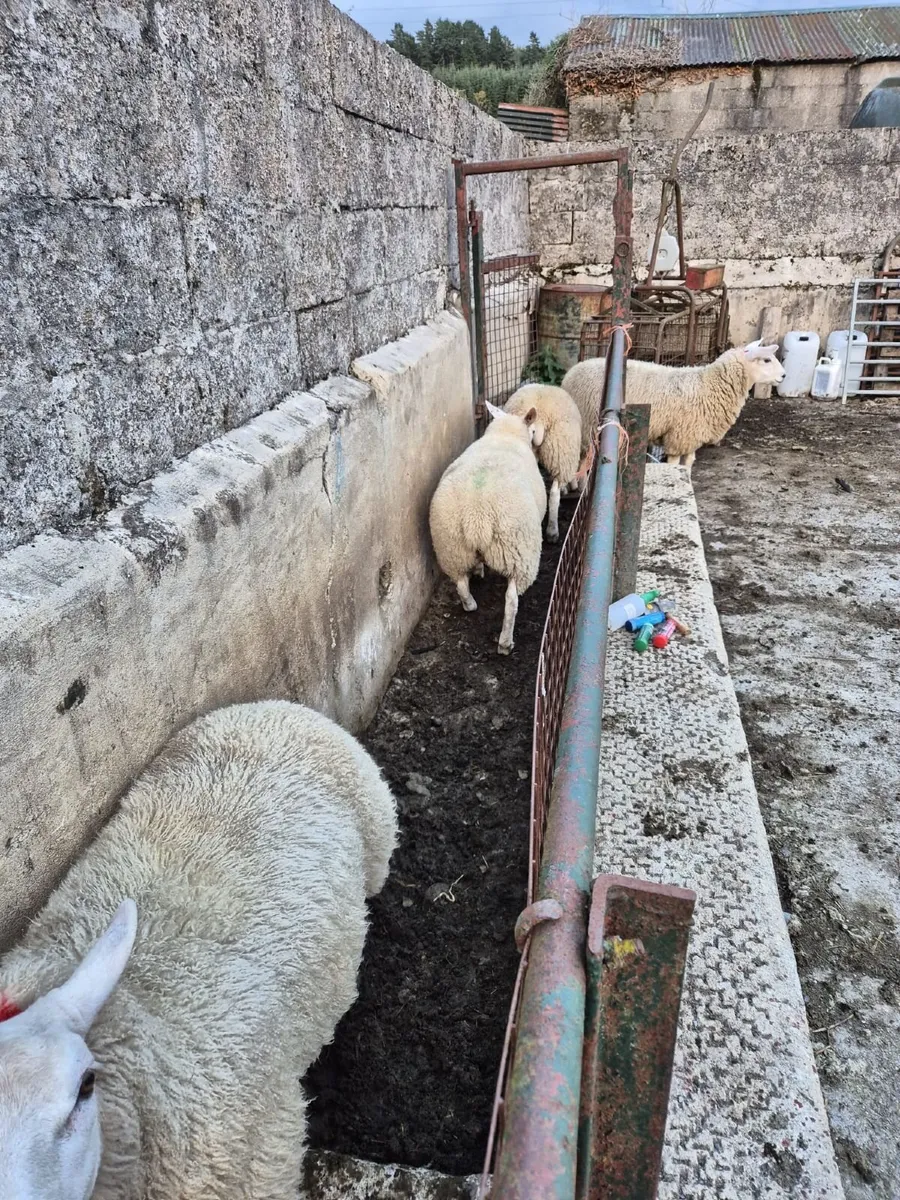 Texel Ewe lambs - Image 4