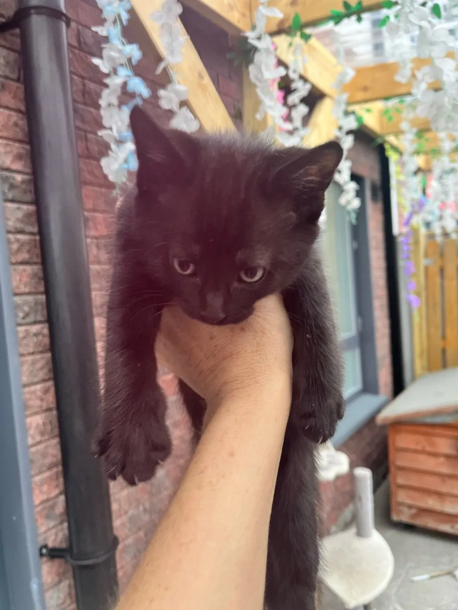 Kitten - Image 1