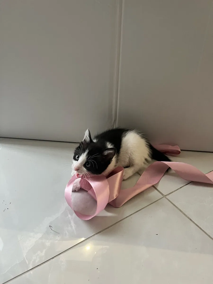 Kitten - Image 3