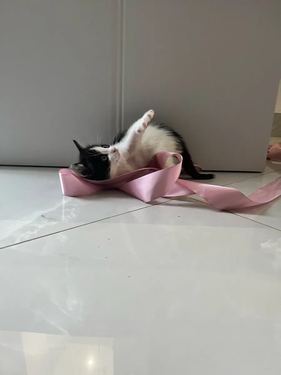 Kitten - Image 4