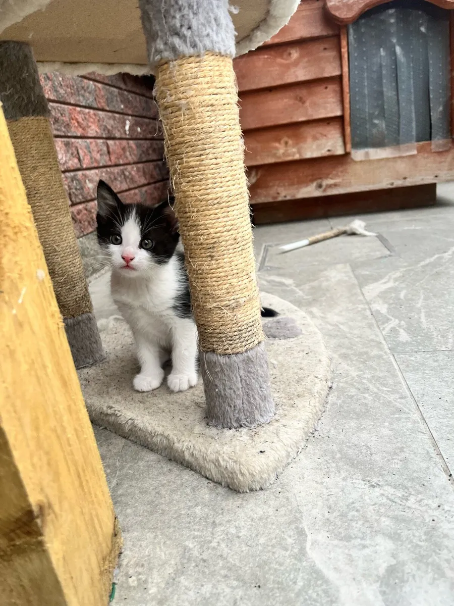 Kitten - Image 2