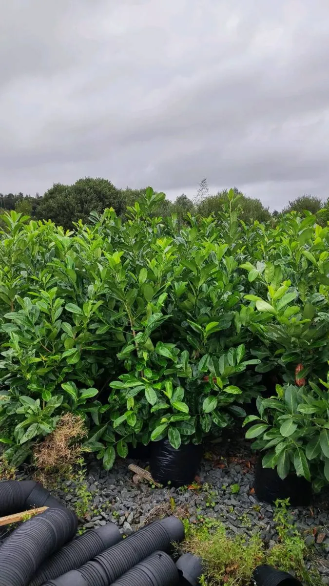 Laurel Hedging in 17 litre pot 5ft just 20 euro - Image 2