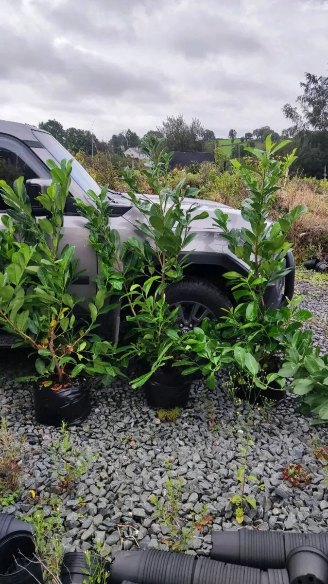 Laurel Hedging in 17 litre pot 5ft just 20 euro - Image 1