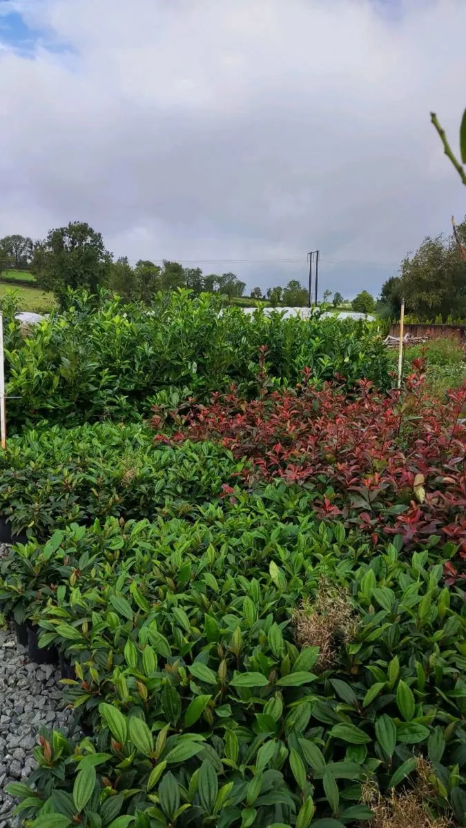 Laurel Hedging in 17 litre pot 5ft just 20 euro - Image 3