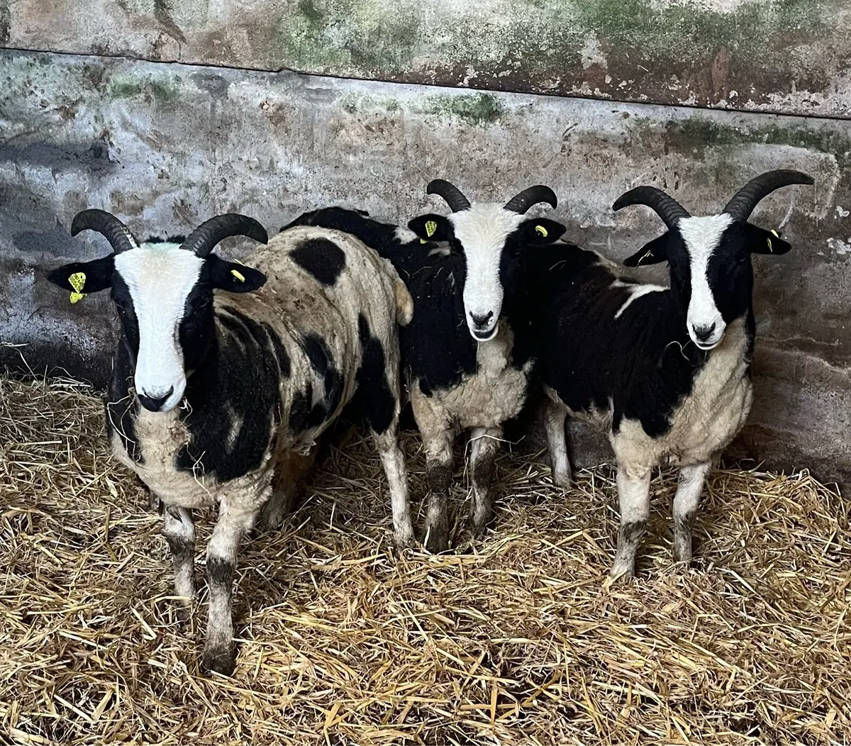 Jacob Hogget Ewes - Image 1