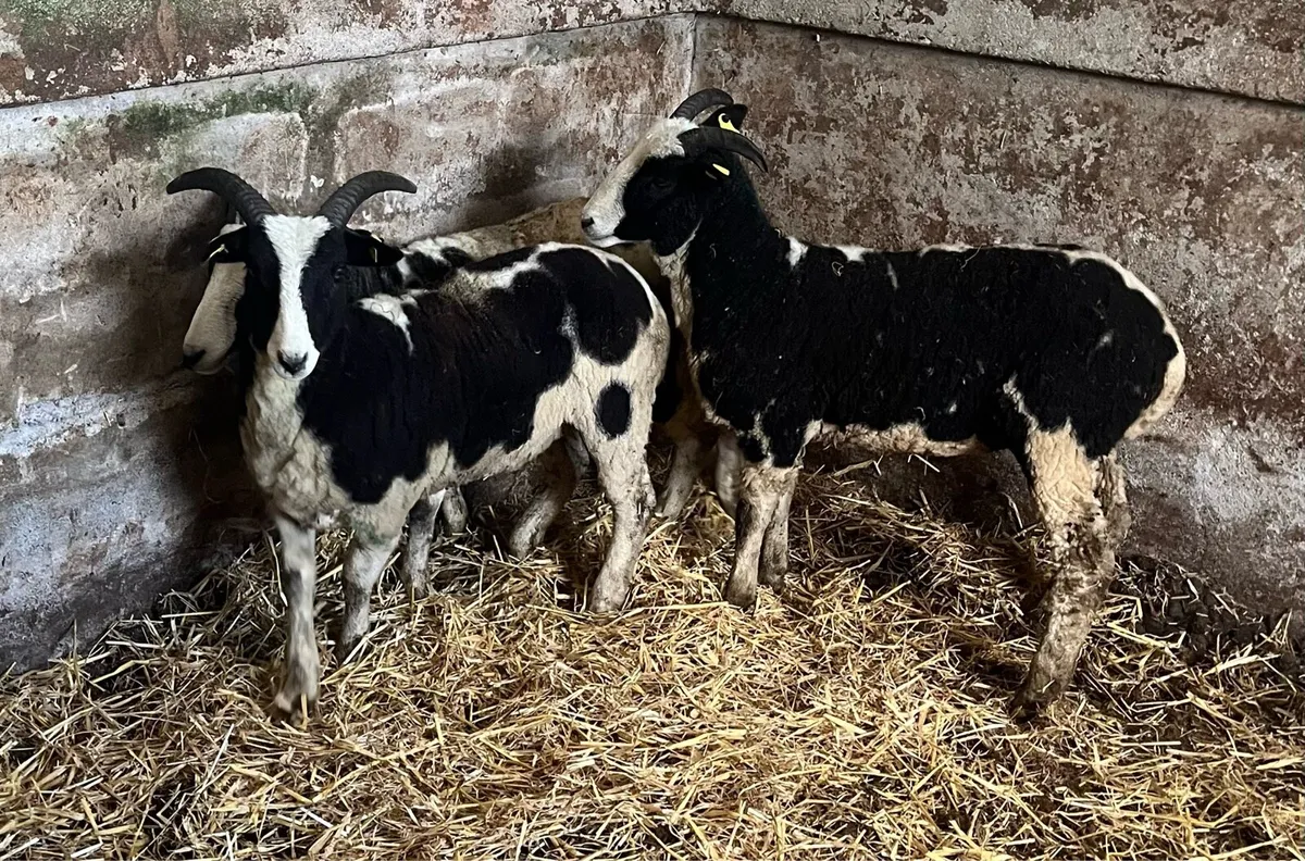 Jacob Hogget Ewes - Image 2