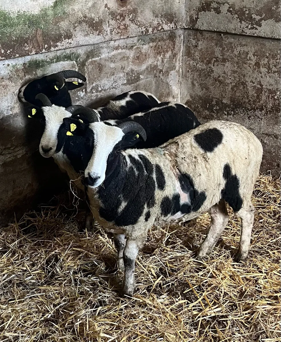 Jacob Hogget Ewes - Image 3