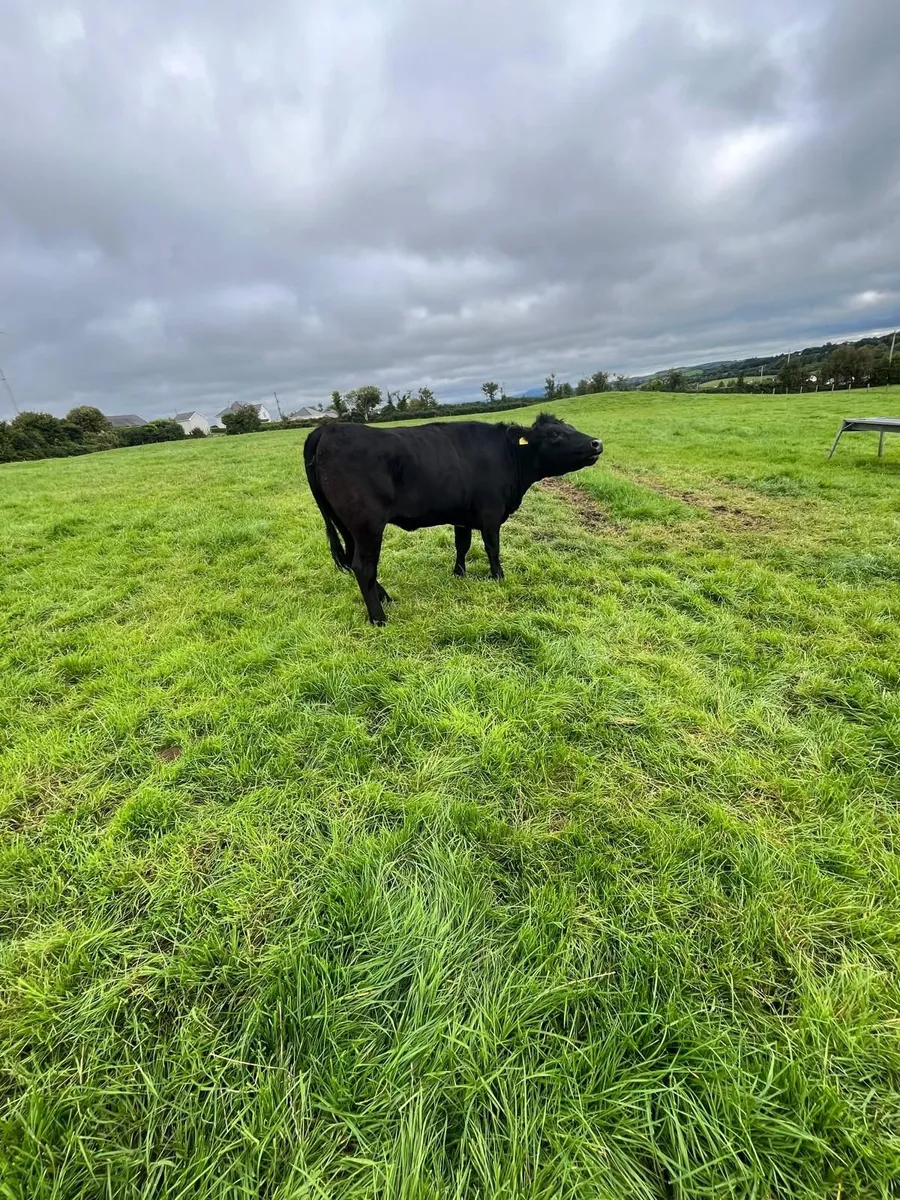 Cattle - Image 1