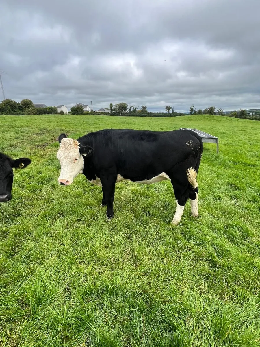 Cattle - Image 3
