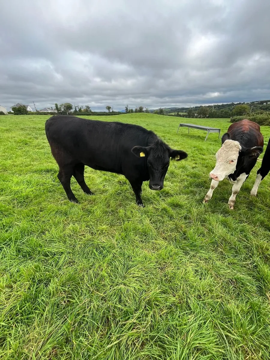 Cattle - Image 4