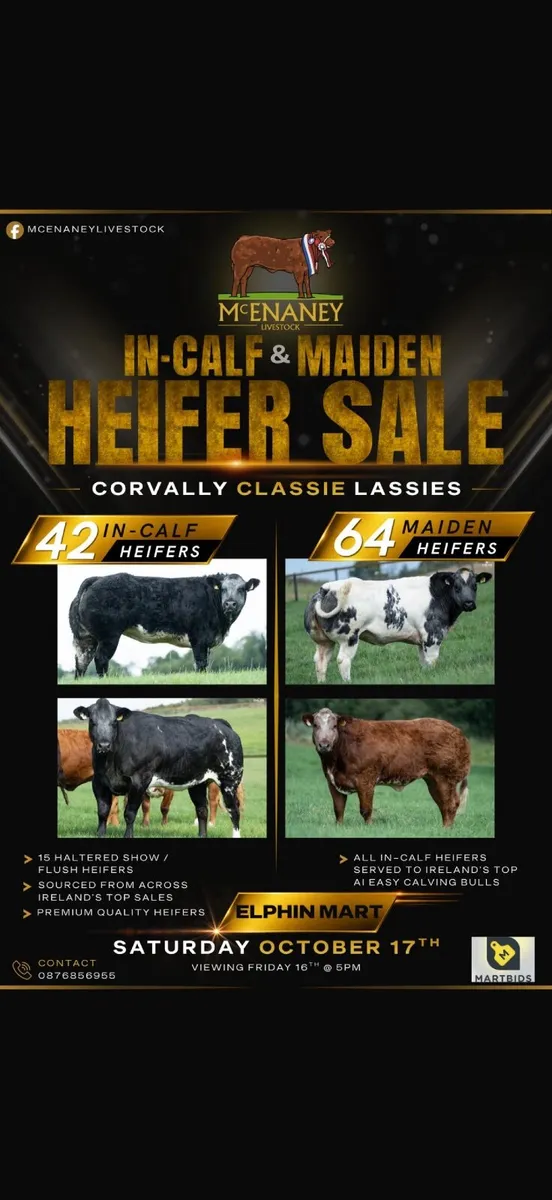 Elphin Mart- In Calf and Maiden Heifer sale - Image 1