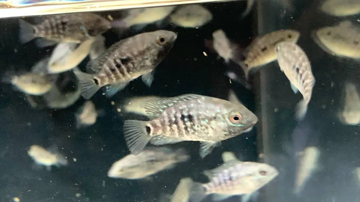 Yellow Lab + Texas cichlids - Image 3