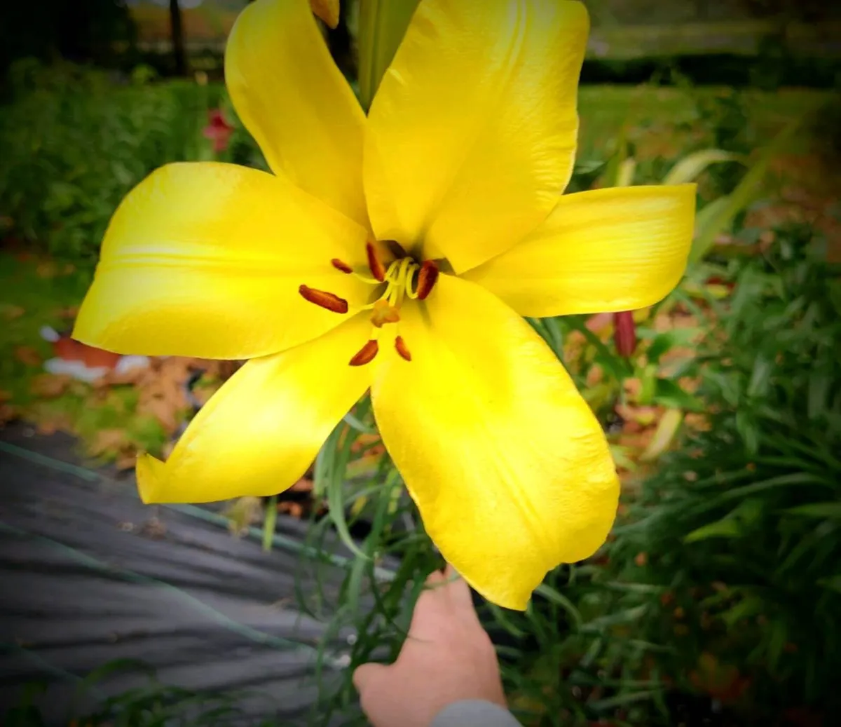 Giant Lilies Autumn Flowering