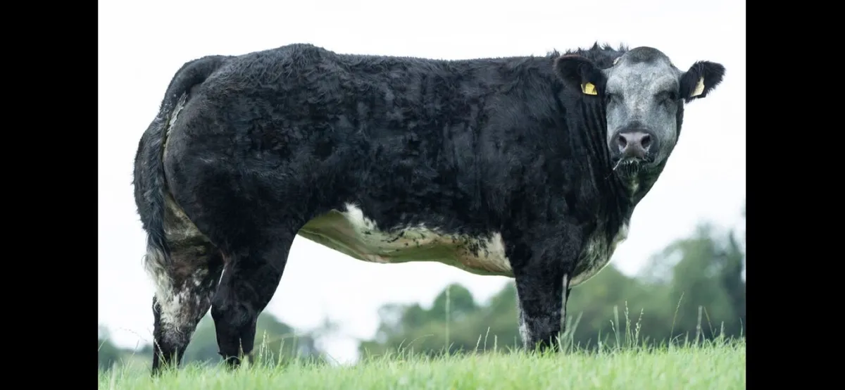 Elphin Mart- In Calf and Maiden Heifer sale - Image 2