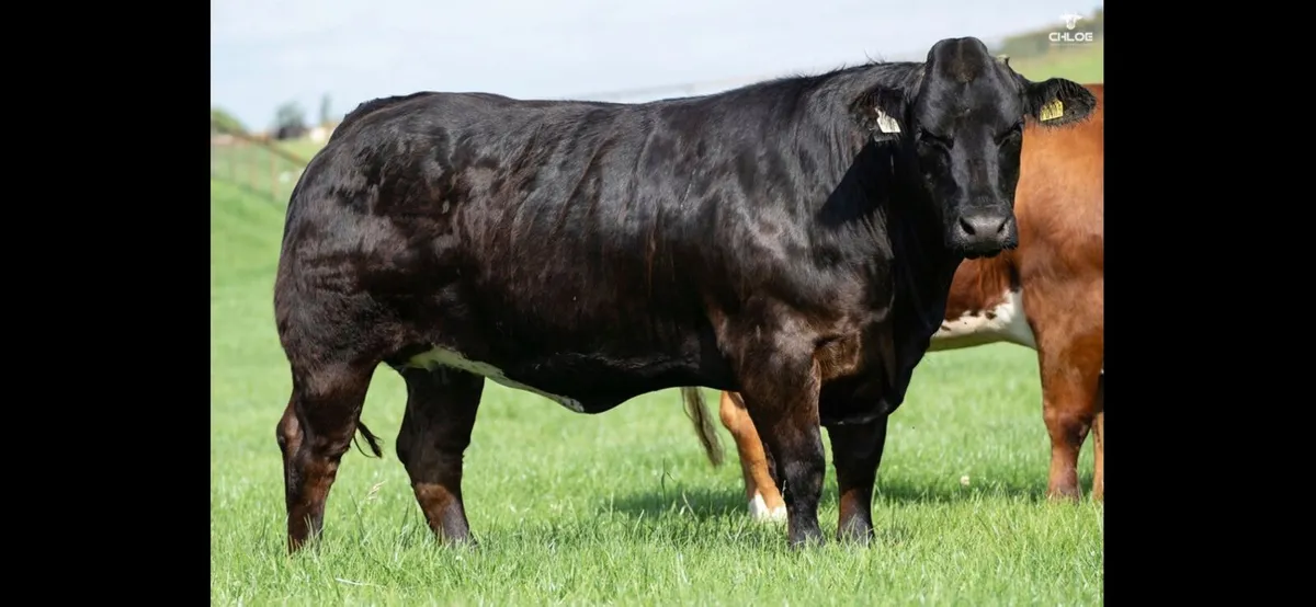 Elphin Mart- In Calf and Maiden Heifer sale - Image 4