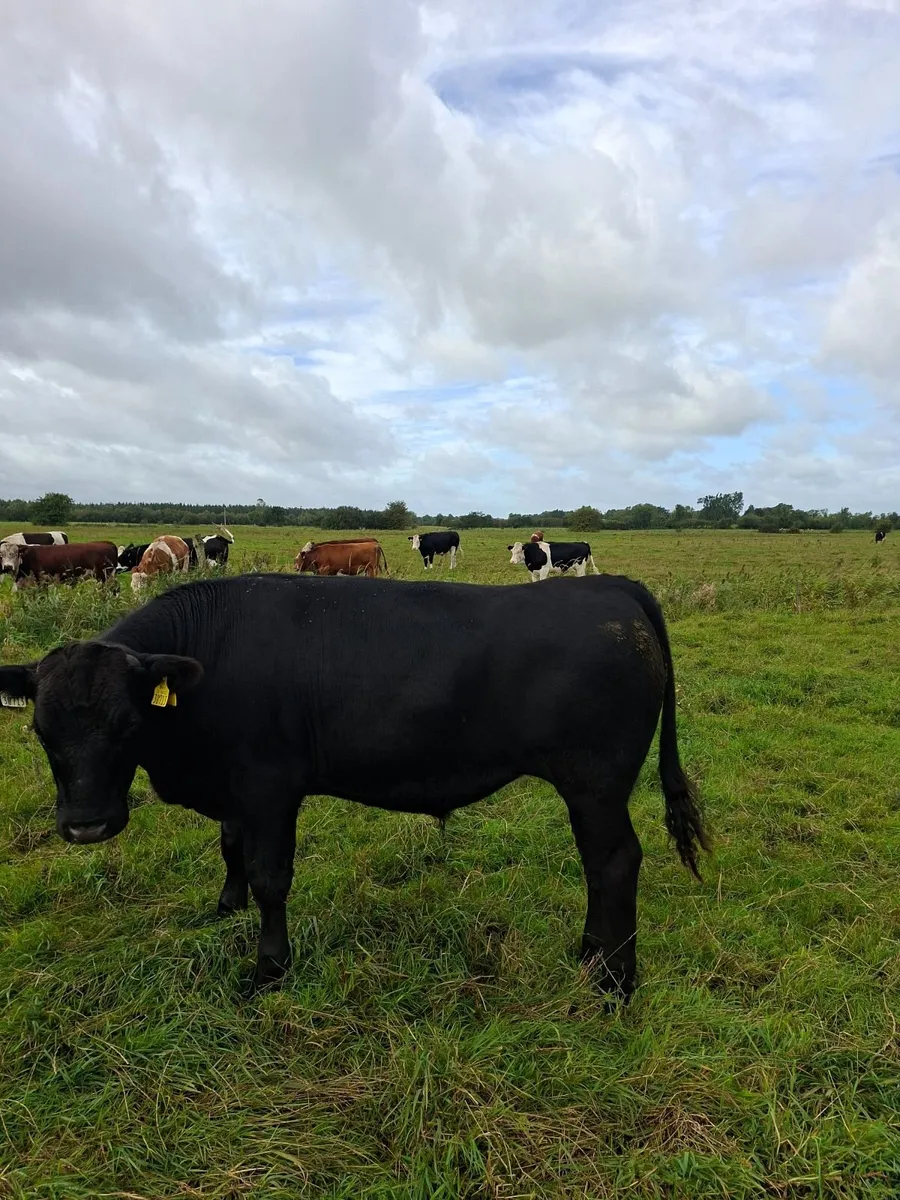 12 angus bullocks 450 -460kg - Image 1