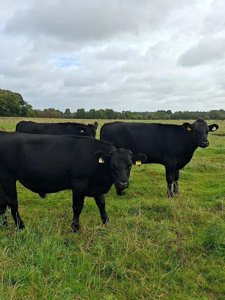 12 angus bullocks 450 -460kg - Image 3
