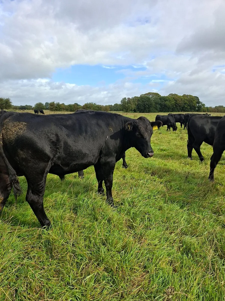 12 angus bullocks 450 -460kg - Image 4