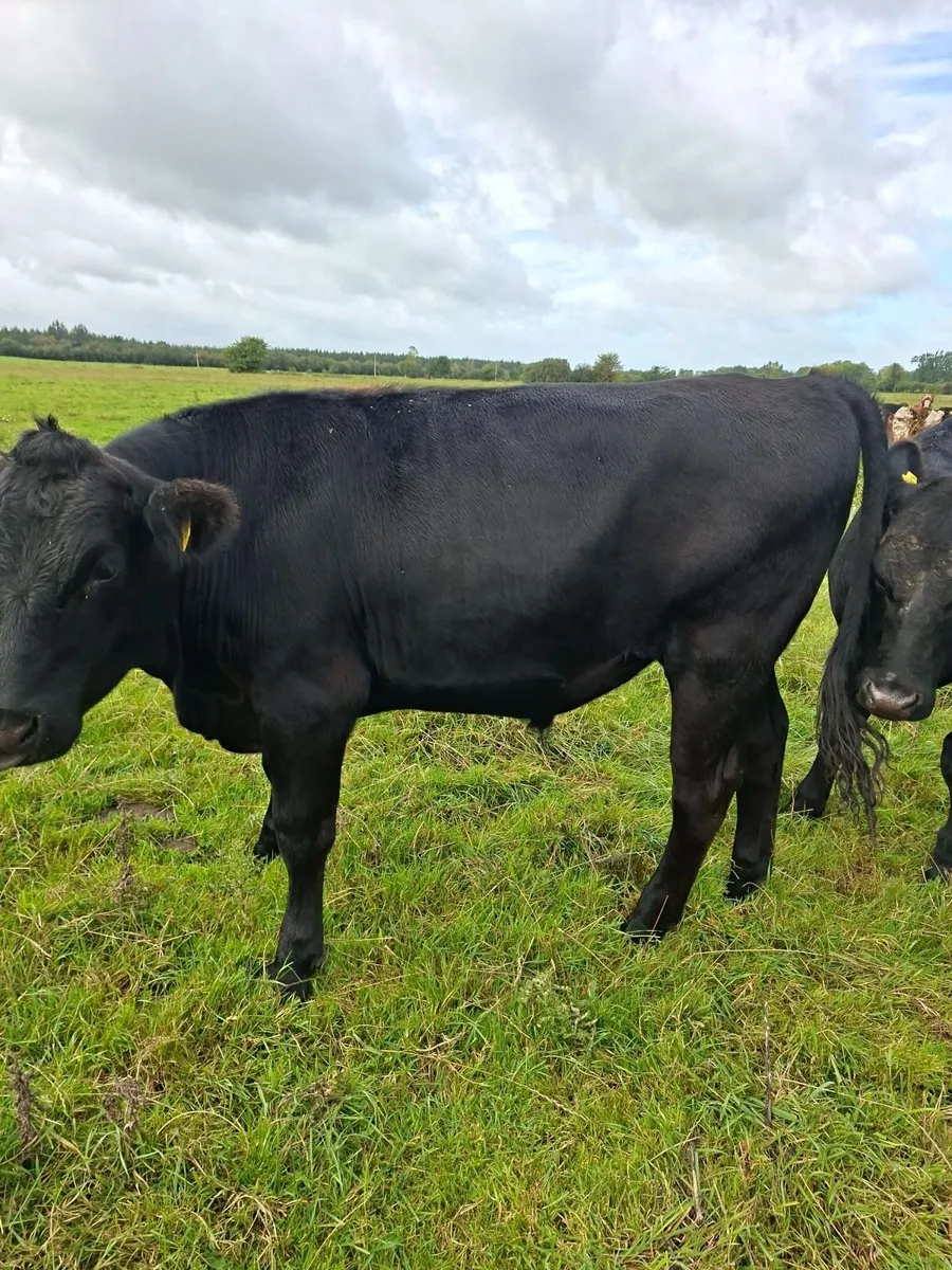12 angus bullocks 450 -460kg - Image 2