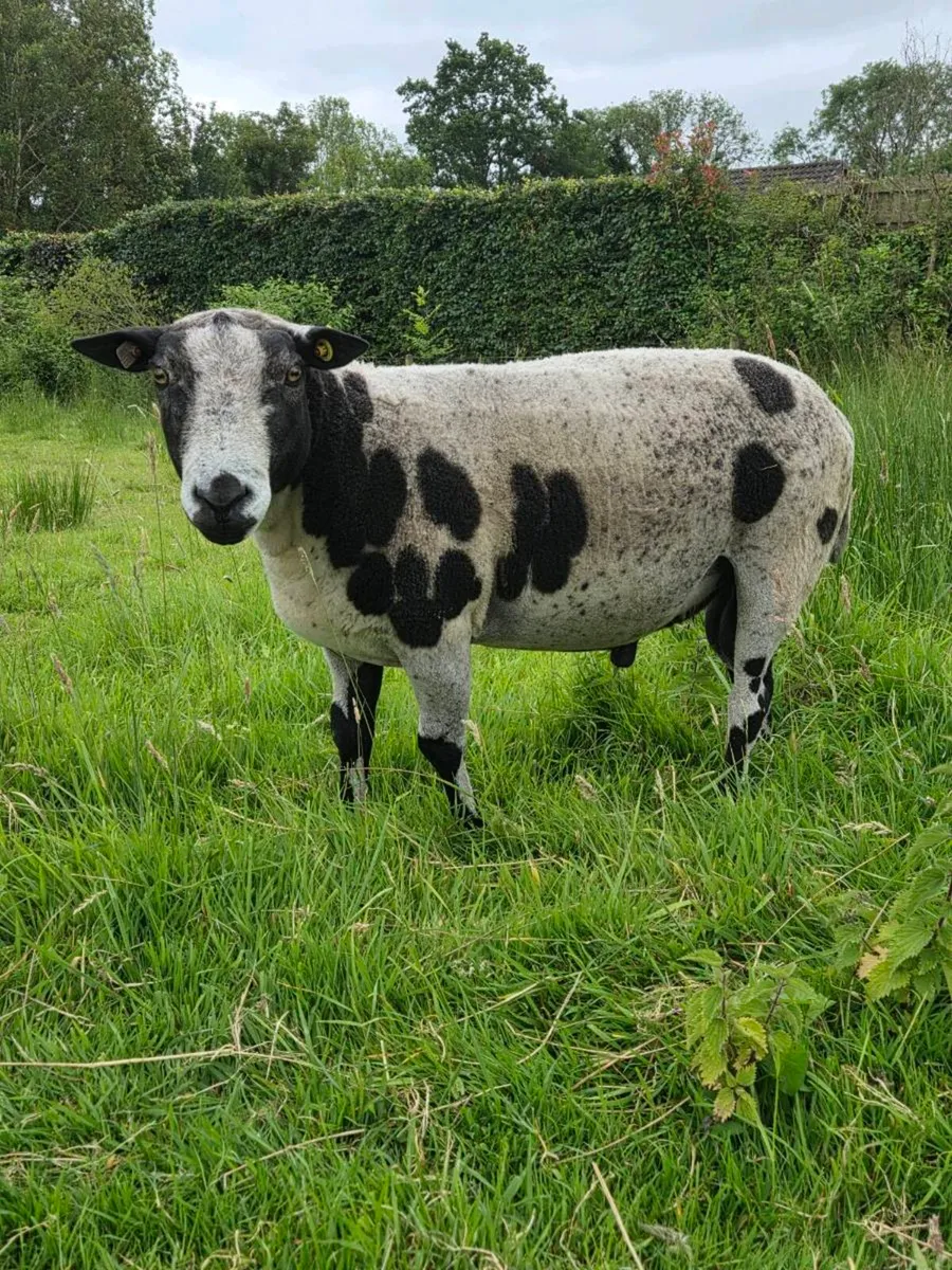 Spotted Dutch Ram - Image 1