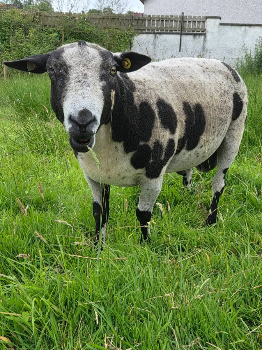 Spotted Dutch Ram - Image 2