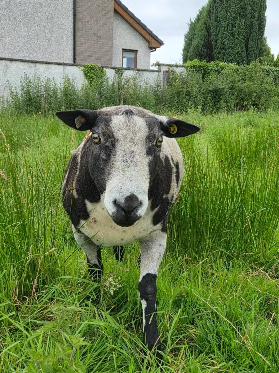 Spotted Dutch Ram - Image 3