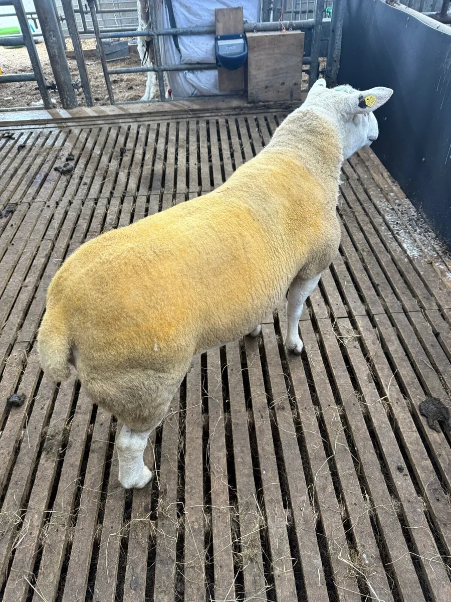 Pedigree Texel Hogget Ram 5 Star SIS - Image 3