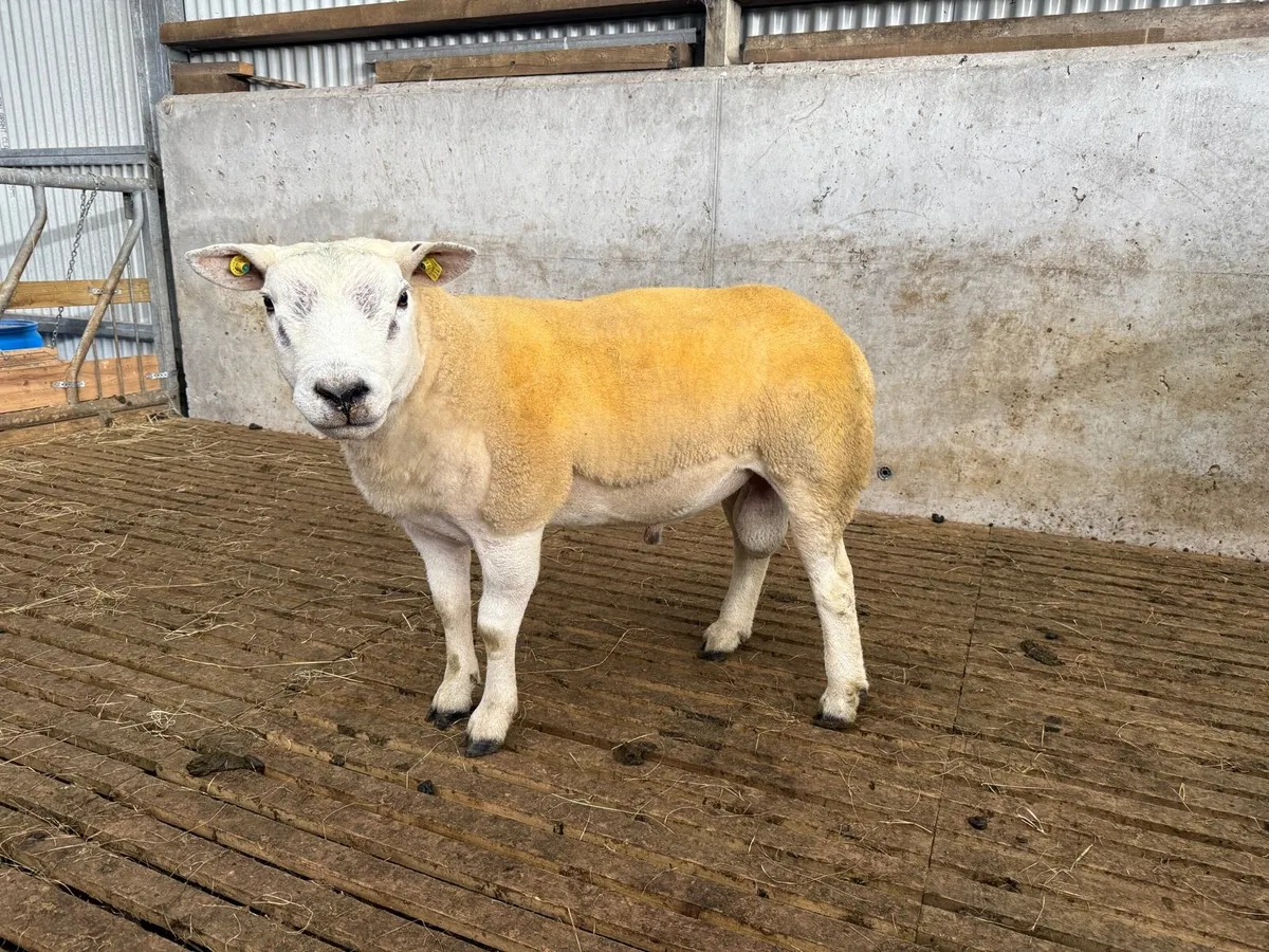 Pedigree Texel Hogget Ram 5 Star SIS - Image 1