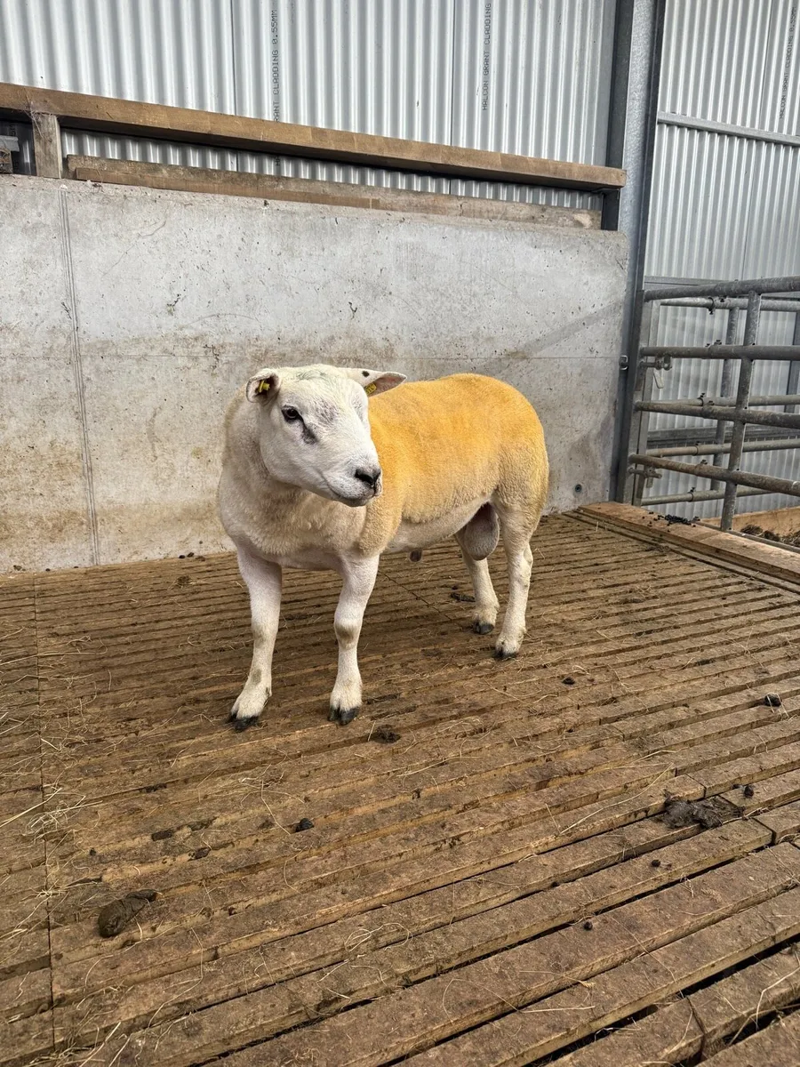 Pedigree Texel Hogget Ram 5 Star SIS - Image 2
